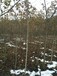 湖北5公分枫香树出售