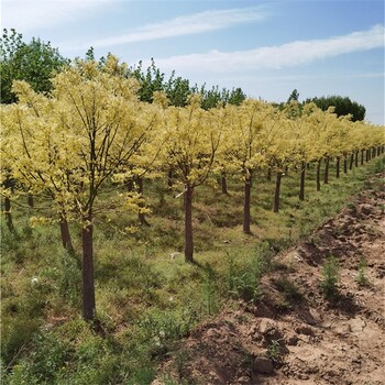 金枝国槐树苗，黄金槐价格表，精心种植，苗木供应