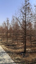 南京池杉苗木種植圖片