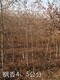 浙江地径3公分枫香树种植产品图