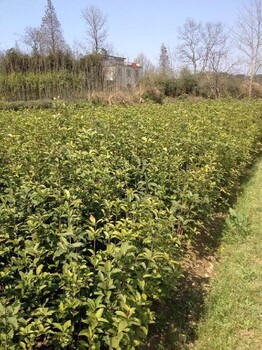广东3公分桂花树种植,岩桂