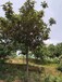 南京枇杷果树品种