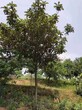江苏枇杷树种植基地图片