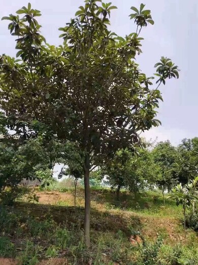 南京枇杷果树
