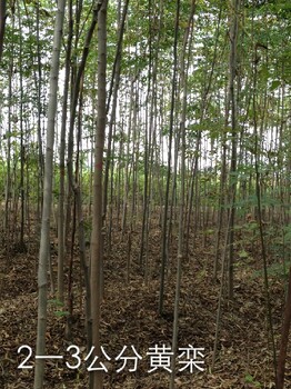 湖北地径1公分栾树种植