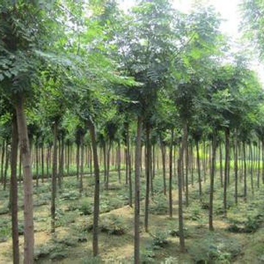 贵州地径3公分栾树种植