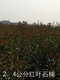 河南地径2公分红叶石楠小苗种植，火焰红树苗产品图