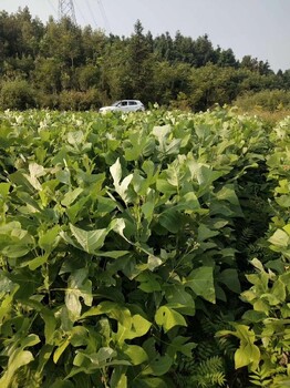 湖南马褂木价格,双飘树