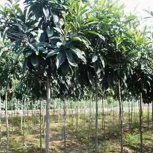 贵州一年生枇杷树现货