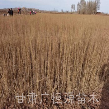 一炷香梭梭苗無(wú)中介,梭梭樹(shù)苗