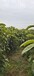 安微1米高枇杷树生长习性,芦枝