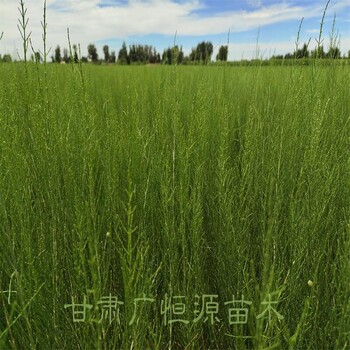 一炷香梭梭苗無(wú)中介,梭梭樹(shù)苗