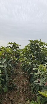 云南地径1公分枇杷树繁殖栽培,金丸