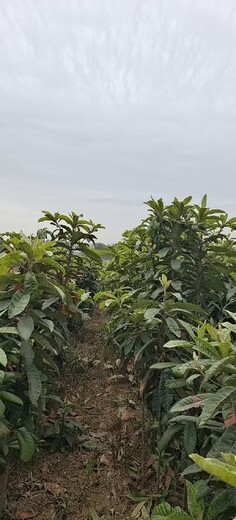 上海1米高枇杷树繁殖栽培