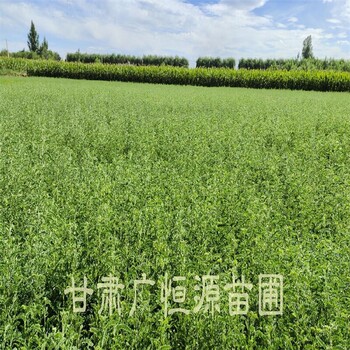 甘南生產(chǎn)砂生槐提供技術(shù)