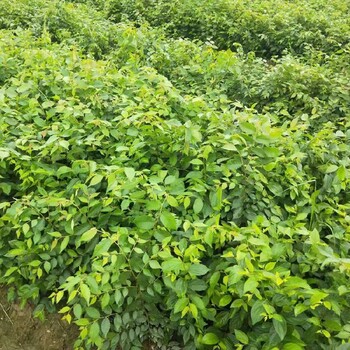 1米高朴树繁殖栽培,白麻子