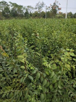 1米高朴树繁殖栽培,白麻子