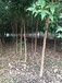 天津地径2公分三角枫种植,三角槭
