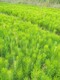 贵州一年生湿地松图