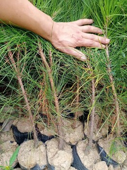 一米高湿地松育苗技术