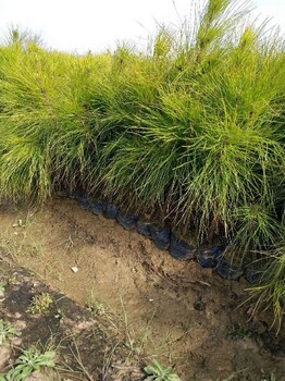一米高湿地松育苗技术