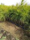 1米高湿地松图