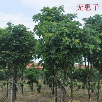 重庆2公分无患子树价格,黄金树