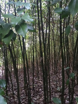 重庆2公分香樟树商家联系方式,樟木