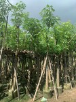 广东云浮市米径10-12公分盆架子树灯台树移植苗价格