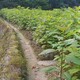 江苏檫木种子生长习性图