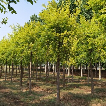 世泽园林-绿化工程-4公分金叶榆-枝繁叶茂-易成活