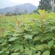 贵州檫木种子如何种植产品图