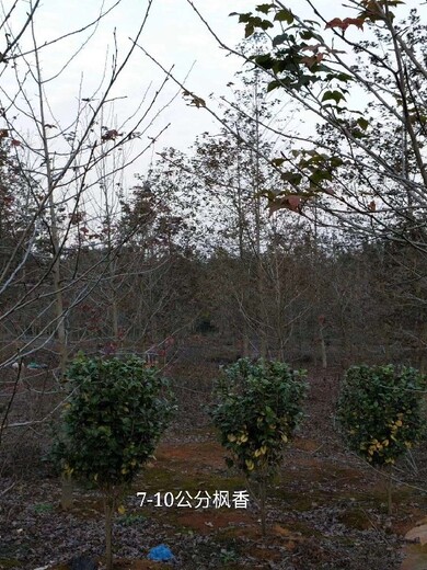 安微枫香种子多少钱一斤