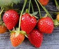 南京淡雪草莓苗供應商,淡雪粉玉草莓穴盤苗