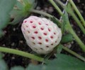 泰州淡雪草莓苗電話,淡雪粉玉草莓穴盤苗