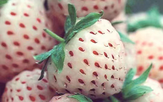 湘西草莓苗供應商,寧玉草莓苗批發