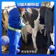 重庆多功能无线牛用B超机GDF-C70,母牛测孕仪产品图