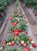 畢節紅玉草莓苗供應商,寧玉草莓苗