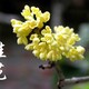 江西桂花种子图
