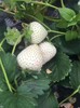 威海淡雪草莓苗供應商,苗圃直發草莓苗