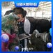 甘道夫母牛测孕仪,上海平板式无线牛用B超机GDF-C70