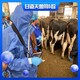 甘道夫母牛测孕仪,宁夏全新无线牛用B超机GDF-C70产品图