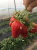 常德淡雪草莓苗批發,章姬淡雪紅顏等品種齊全優良種苗