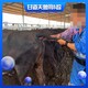 甘道夫母牛测孕仪,贵州新款无线牛用B超机GDF-C70产品图