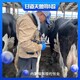 甘道夫母牛测孕仪,上海多功能无线牛用B超机GDF-C70图