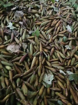 陕西马褂木种子价格,鹅掌楸种子