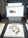 iscan植物标本扫描仪腊叶标本中草药标本扫描数字化