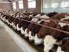 三门峡400斤左右西门塔尔母牛要多少钱一头2022年