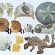 动植物化石图
