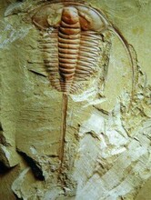 昆虫化石图片拍卖,古化石图片